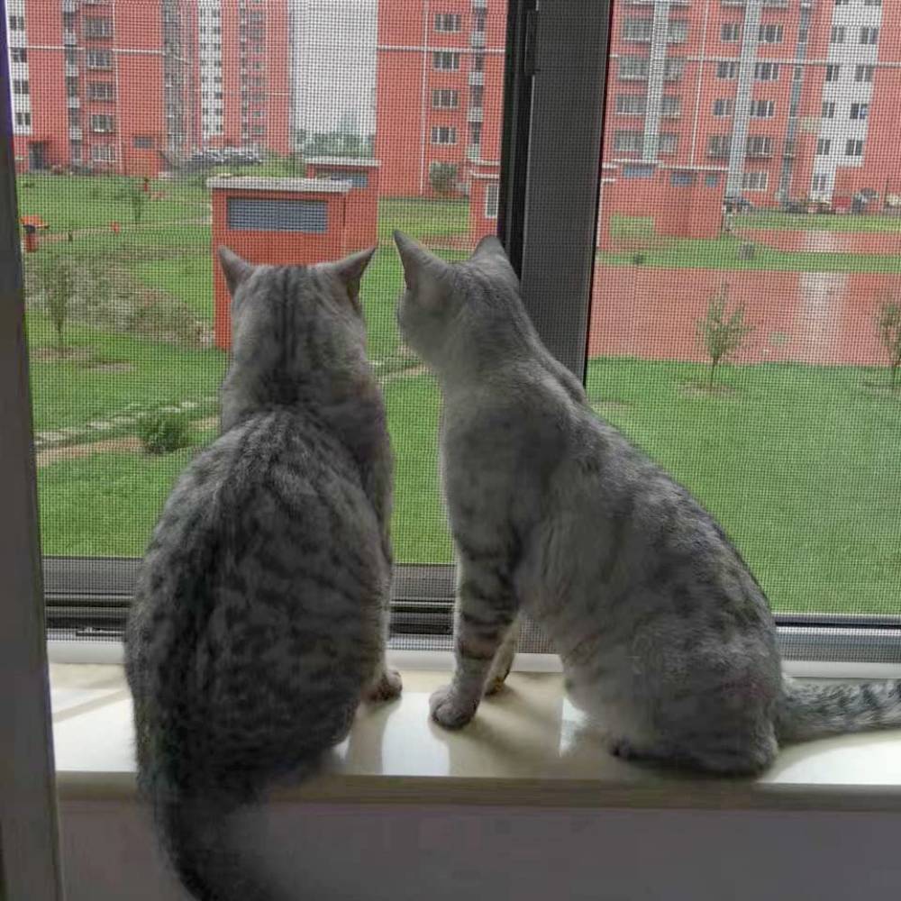 Cat Proof Screen - Black Edge / 39" x 39": image 2